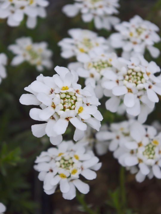 Iberis sempervirens 'Weisser Zwerg'