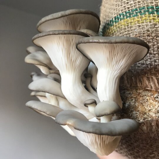 Grow Your Own Oyster Mushrooms