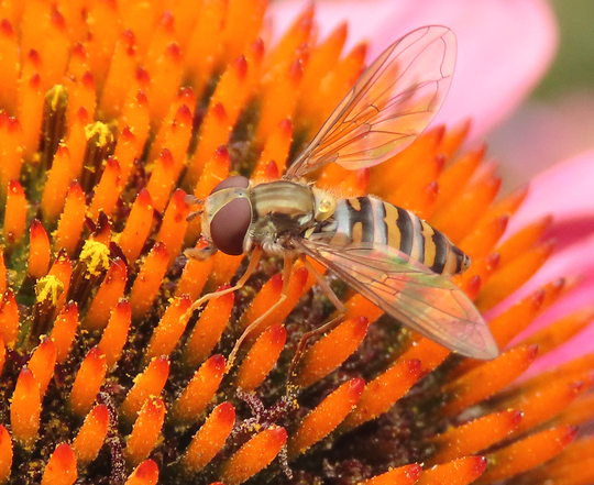 The Wild Side of the Garden 