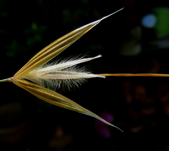 Botany for Gardeners