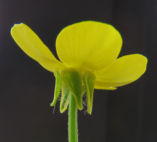 Botany for Gardeners