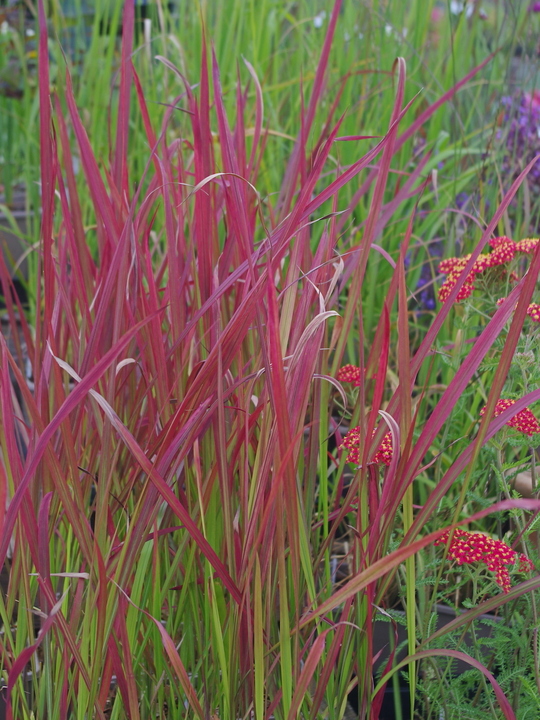 Imperata cylindrica 'Rubra'