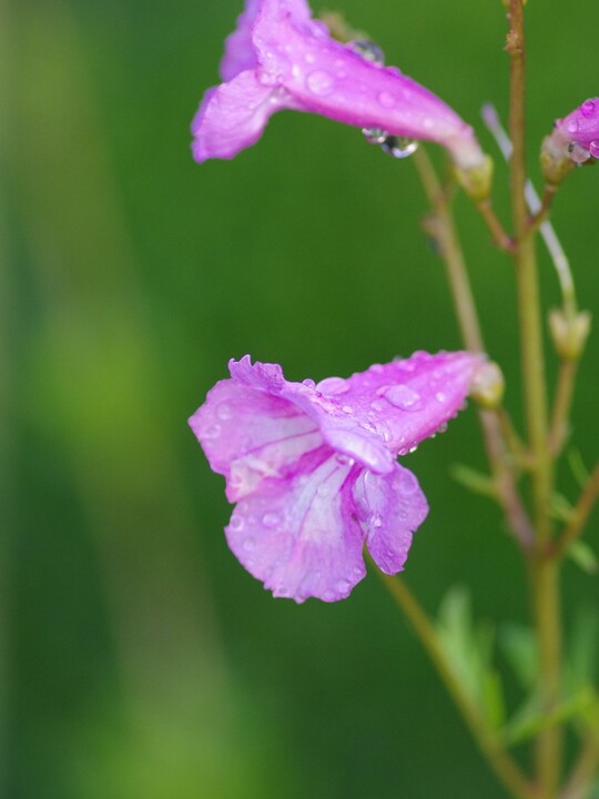 Incarvillea olgae