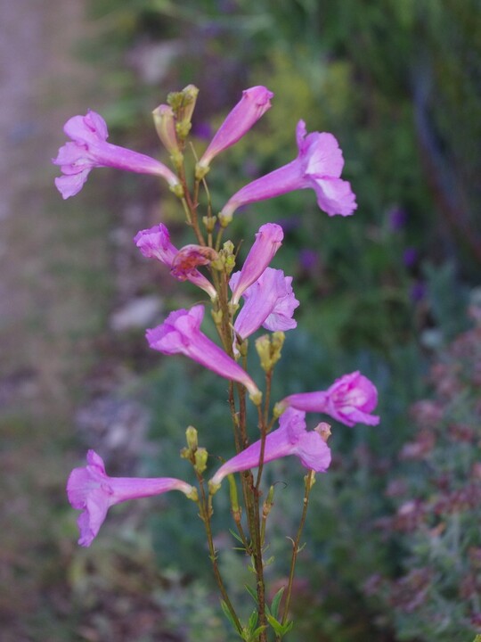 Incarvillea olgae