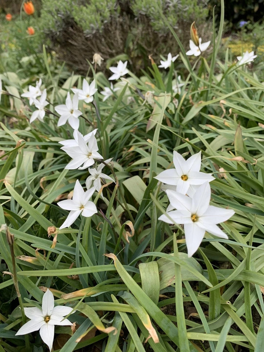 Ipheion 'Alberto Castillo' (5xDB)