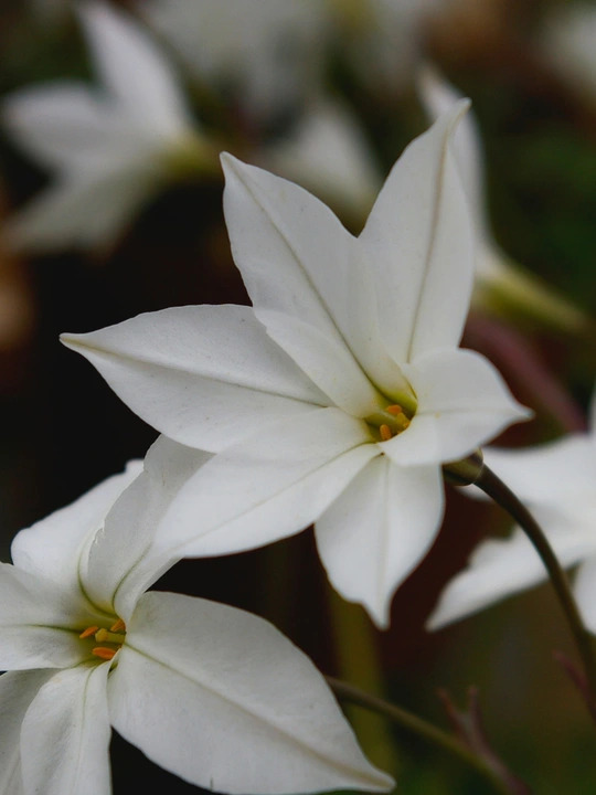 Ipheion 'Alberto Castillo' (5xDB)