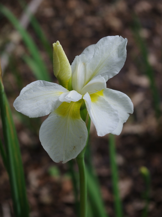 Iris 'Alba' (Sib)