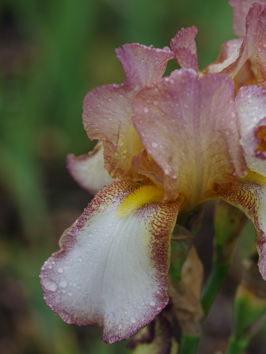 Iris 'Benton Arundel'