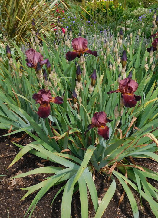 Bare root iris - Cedric Morris cultivars