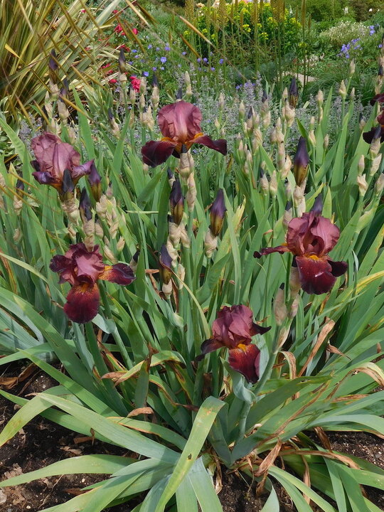 Iris 'Benton Caramel'