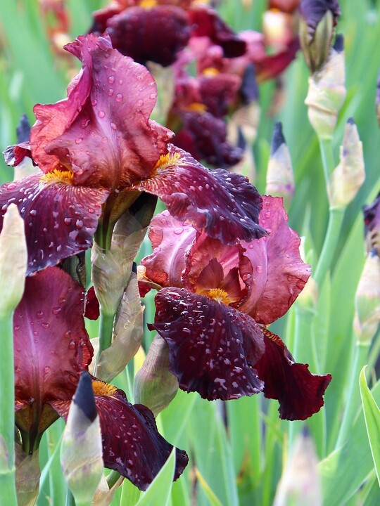 Iris 'Benton Caramel'