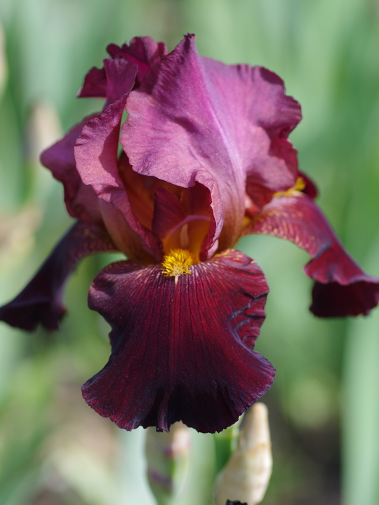 Iris 'Benton Caramel'