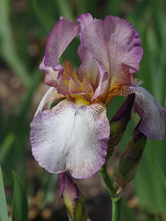 Iris 'Benton Daphne'