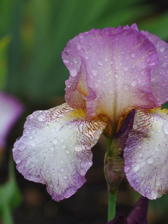 Iris 'Benton Daphne'