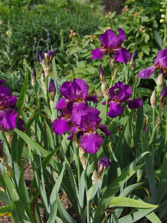Iris 'Benton Evora'