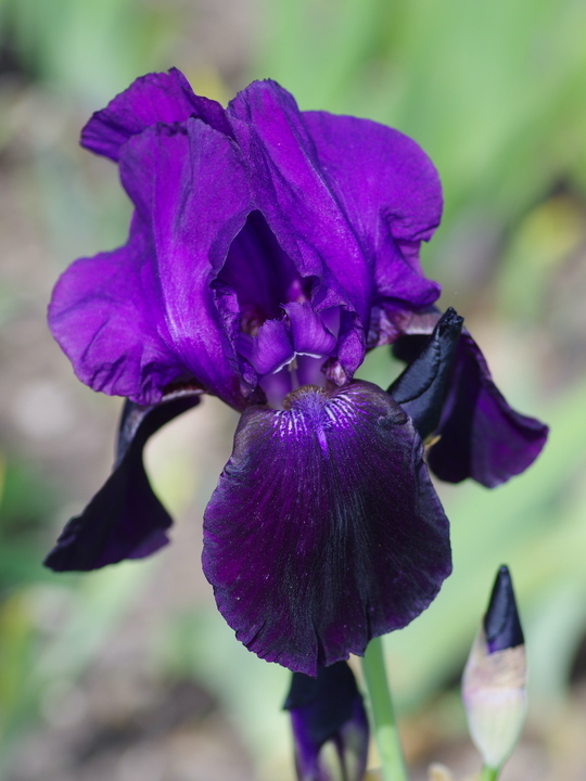 Iris 'Benton Judith'