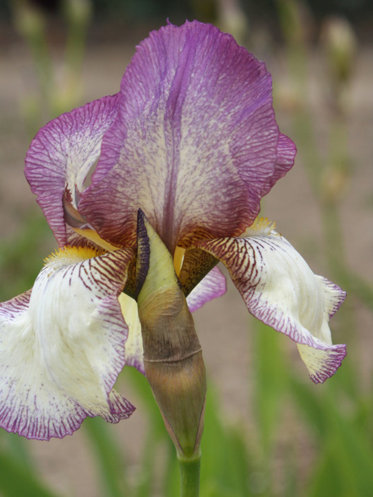 Iris 'Benton Lorna'