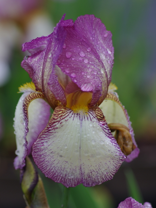 Iris 'Benton Lorna'