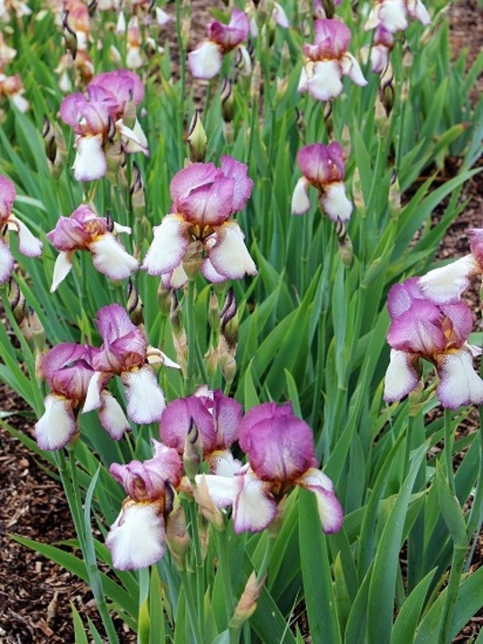 Iris 'Benton Lorna'