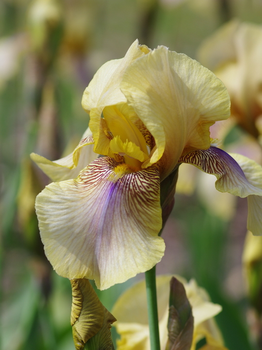 Iris 'Benton Olive'