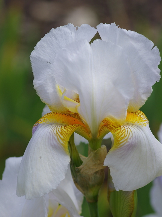 Iris 'Benton Pearl'