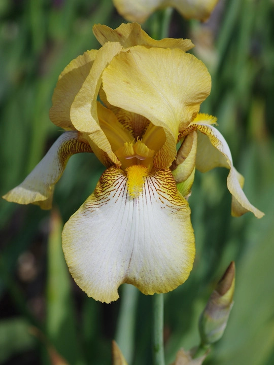 Iris 'Benton Susan'