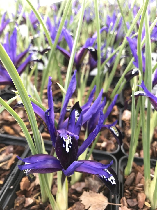 Iris 'Blue Note' (Reticulata)