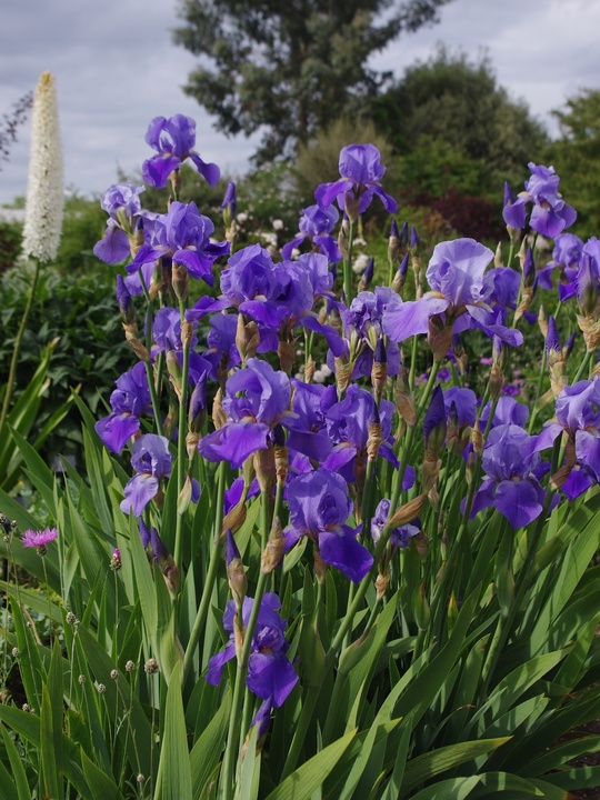 Iris 'Blue Rhythm'