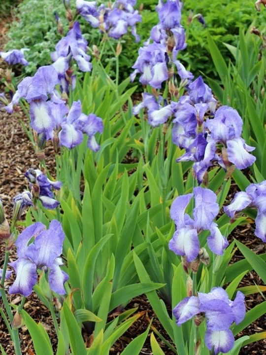 Iris 'Blue Shimmer'