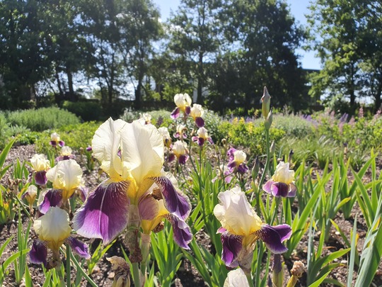 Iris Masterclass with Marc McHearne