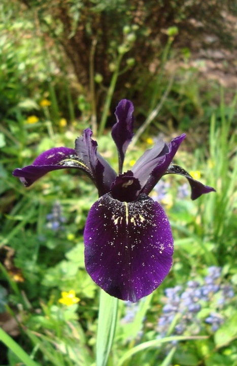 Iris chrysographes dark form