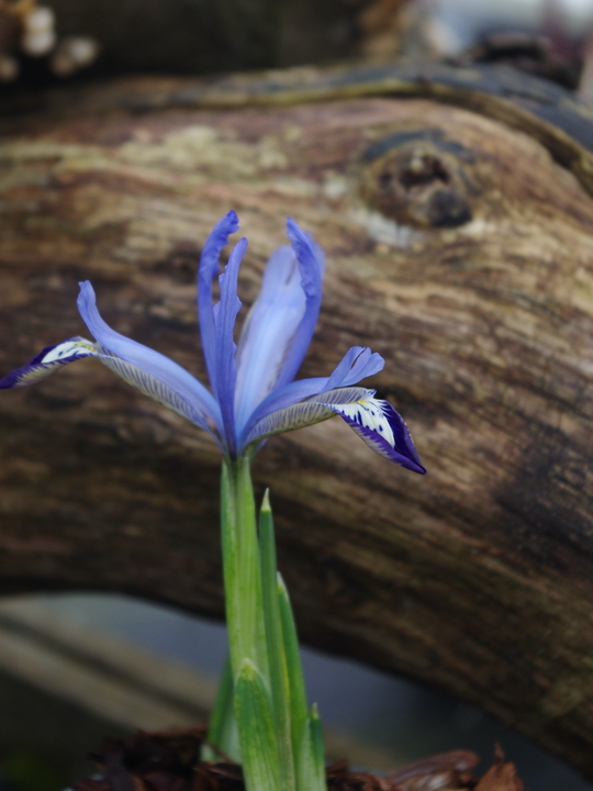 Iris 'Clairette' (Reticulata)