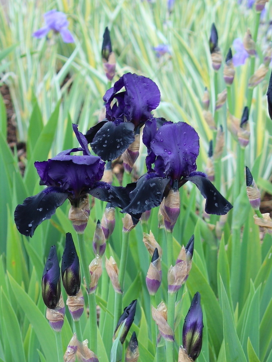 Iris 'Deep Black'