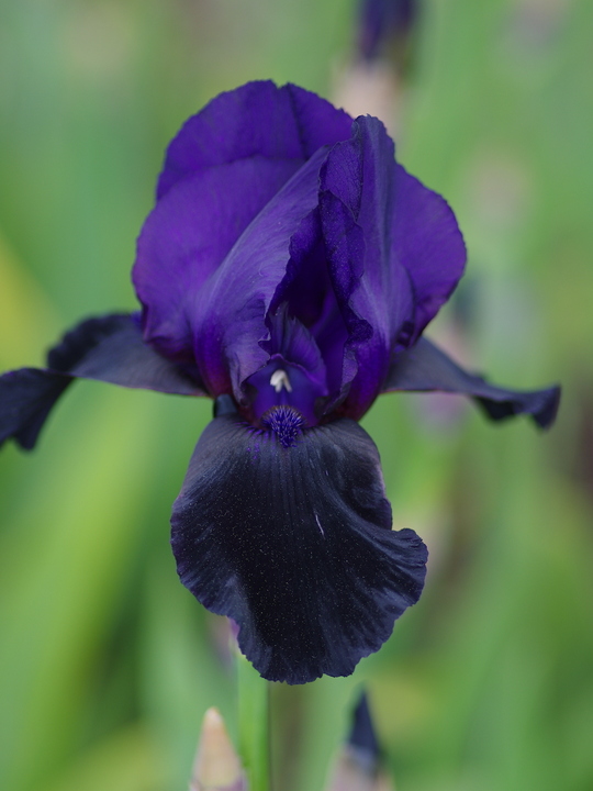 Iris 'Deep Black'