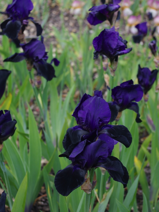 Iris 'Deep Black'