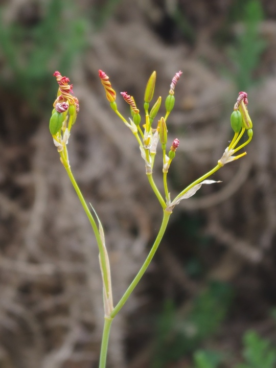 Iris domestica