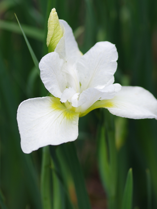Iris 'Dreaming Green' (Sib)