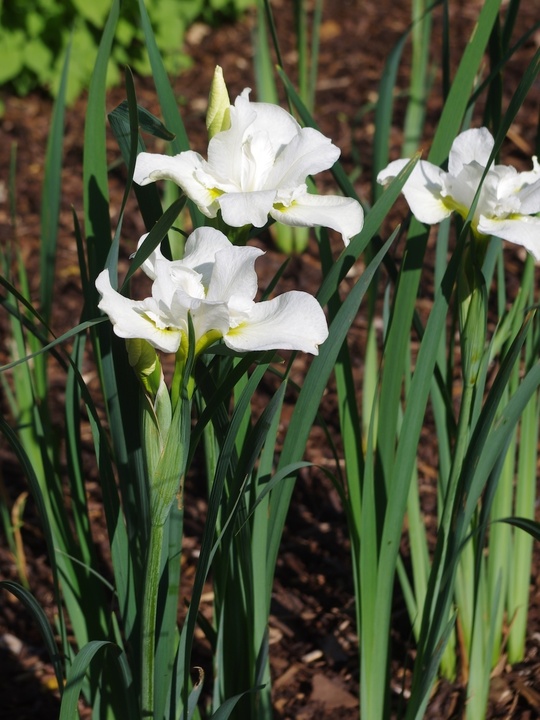 Iris 'Dreaming Green' (Sib)
