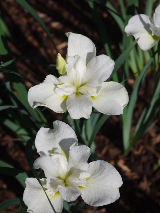 Iris 'Dreaming Green' (Sib)