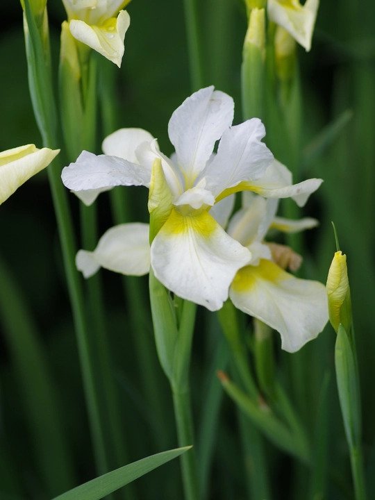 Iris 'Dreaming Yellow' (Sib)