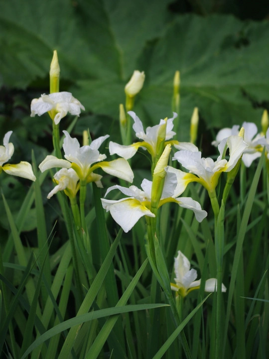 Iris 'Dreaming Yellow' (Sib)