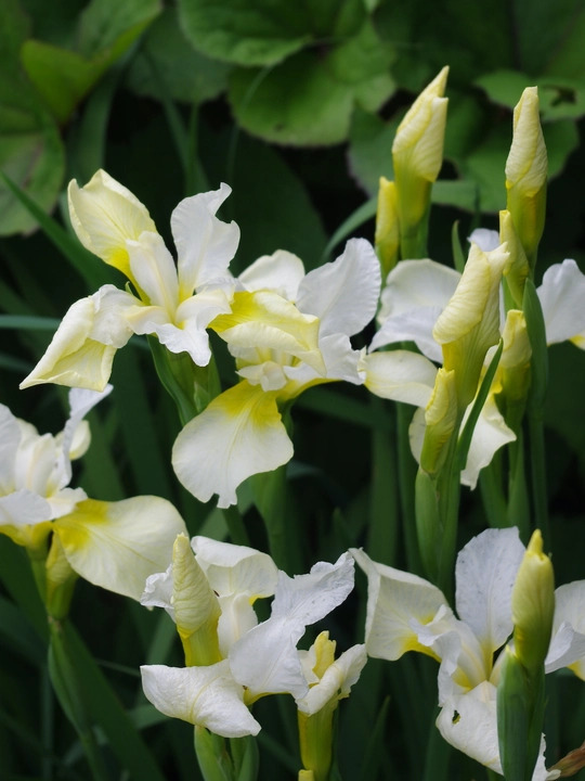 Iris 'Dreaming Yellow' (Sib)