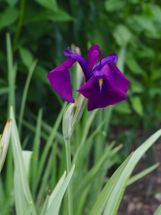 Iris ensata 'Variegata'