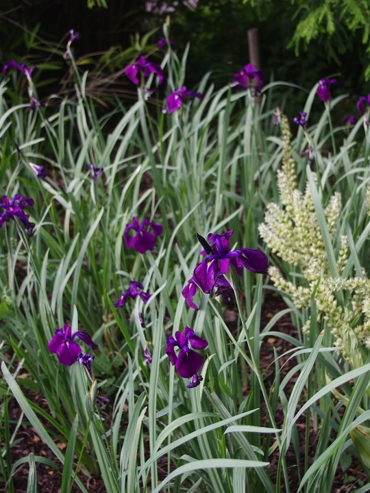 Iris ensata 'Variegata'