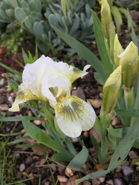 Iris 'Green Spot'