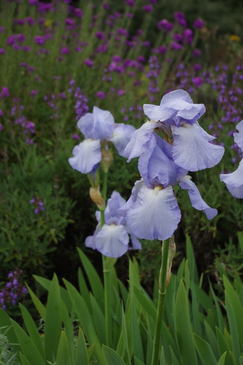 Iris 'Jane Phillips' Beth Chatto's Plants & Gardens