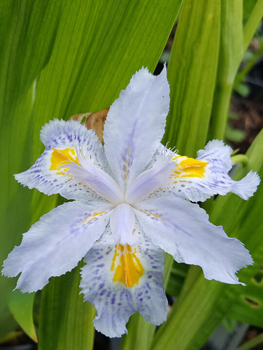 Iris japonica 'Eco Easter'