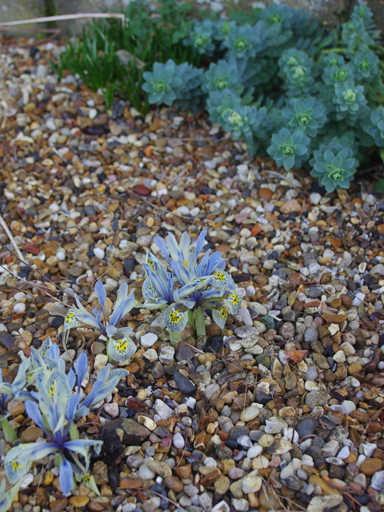 Iris 'Katharine Hodgkin' (Reticulata) (3xDB)