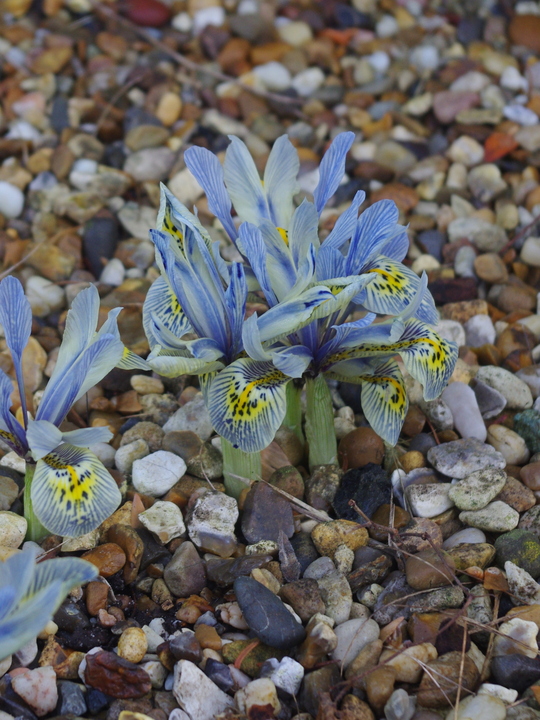 Iris 'Katharine Hodgkin' (Reticulata) (3xDB)