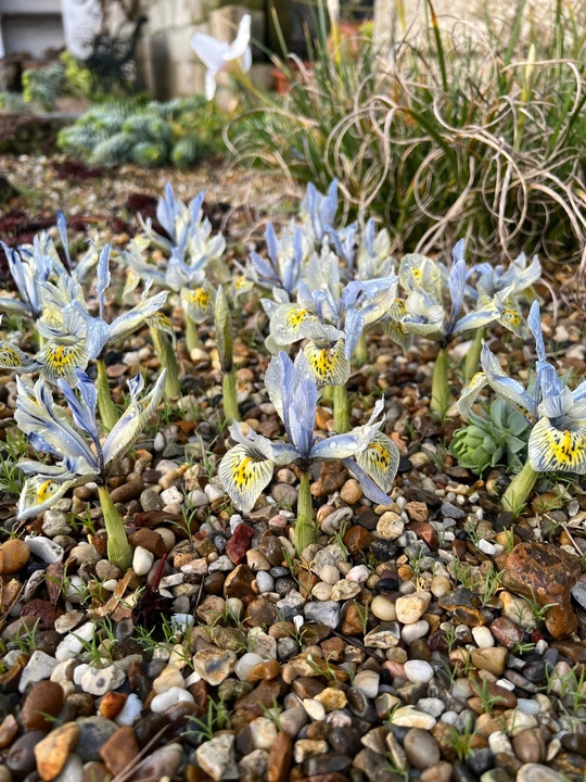 Iris 'Katharine Hodgkin' (Reticulata) (3xDB)